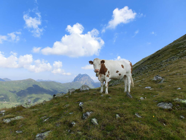 Closeup of cow at wild nature - Fotó, kép