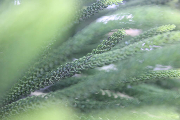 kapky vody na zelených listech pozadí - Fotografie, Obrázek