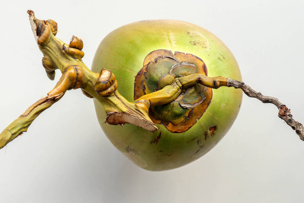 Visão superior único coco inteiro. Uma fruta tropical exótica. Fresco
  - Foto, Imagem
