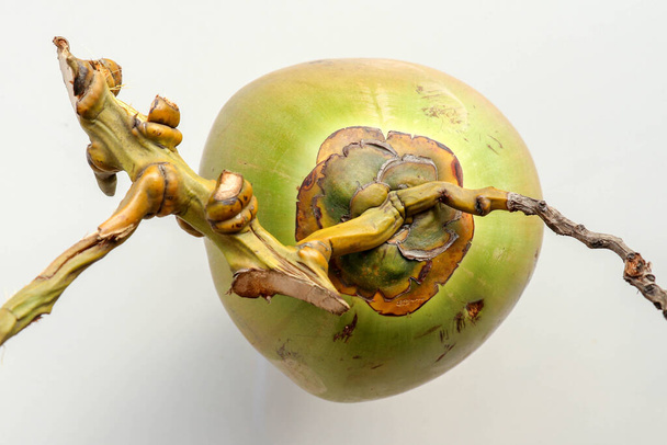 Visão superior único coco inteiro. Uma fruta tropical exótica. Fresco
  - Foto, Imagem