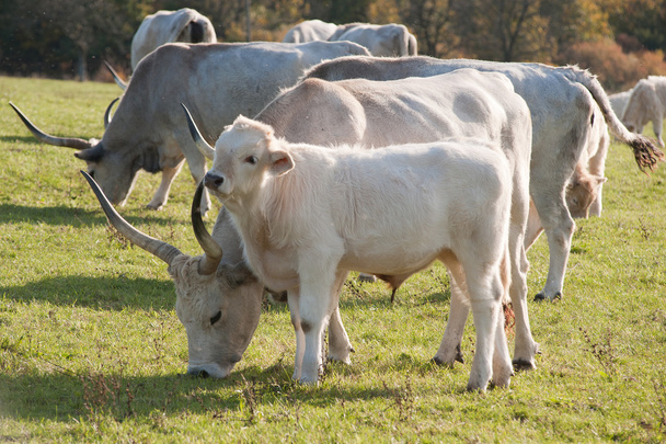 Vaca joven
 - Foto, imagen