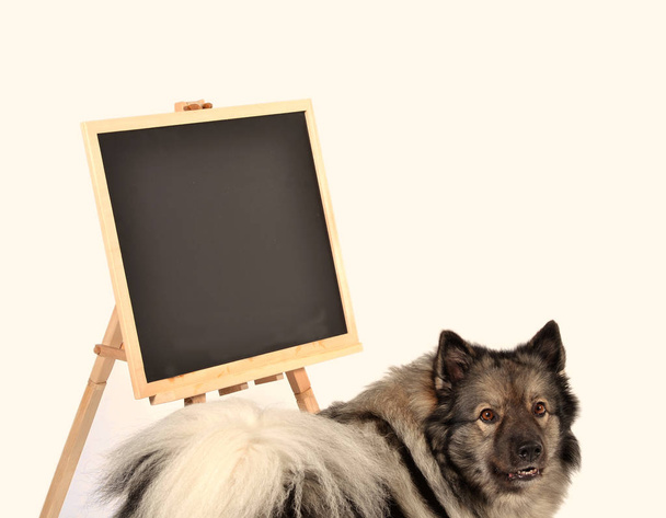 dog table school dog school - Fotografie, Obrázek