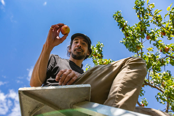 felice uomo sulla scala raccogliendo frutta
 - Foto, immagini