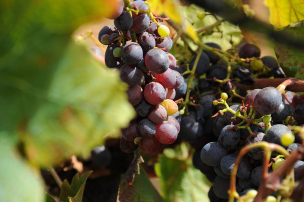 Spain travel - fresh grapes details - Φωτογραφία, εικόνα