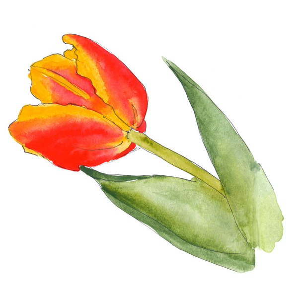 Orange yellow pink tulip flower with leaves and stalk - hand-drawn watercolor illustration - Fotoğraf, Görsel