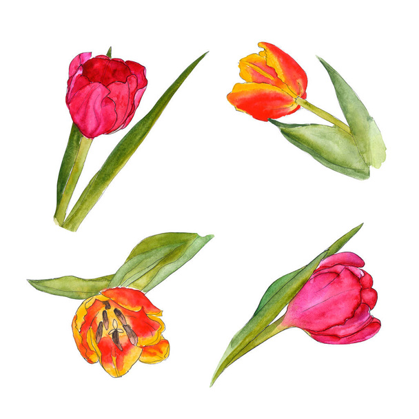 Set Orange yellow pink tulip flower with leaves and stalk - hand-drawn watercolor illustration - Foto, Imagen