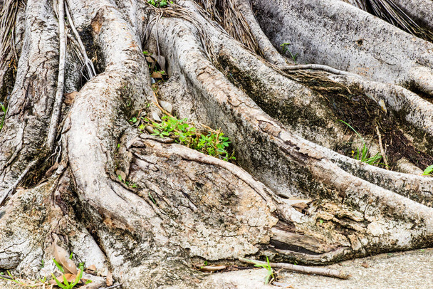 Close-up of a Banyan interlaced roots in garden. - Фото, зображення