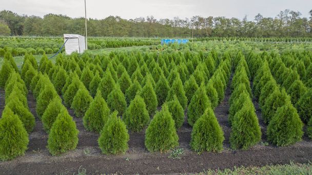 Nursery of ornamental plants in a rural country area - Photo, image