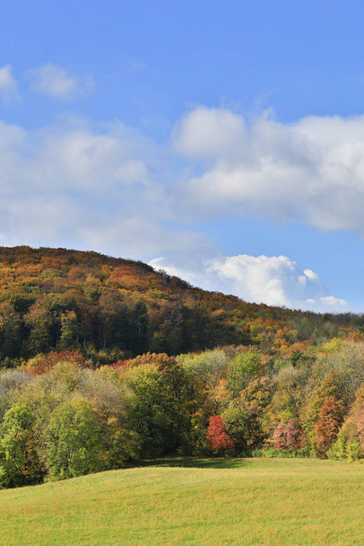 forest in autumn,landscape in october at blue sky - Fotó, kép