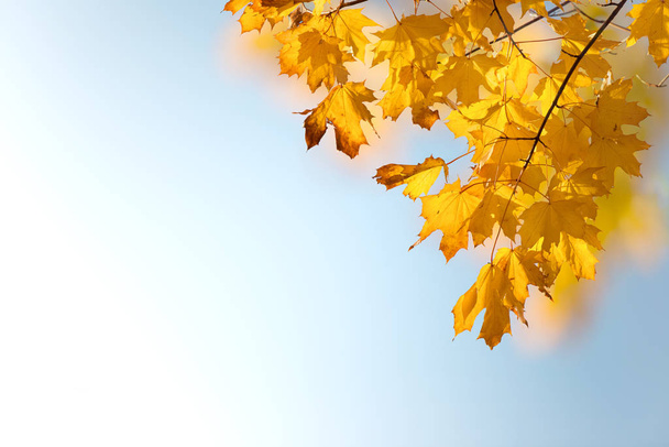 autumn leaves on background,close up  - Foto, afbeelding