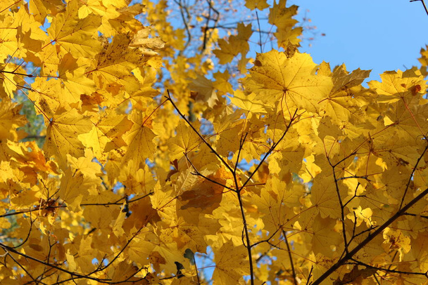 autumn leaves on tree branches, fall season flora  - Φωτογραφία, εικόνα