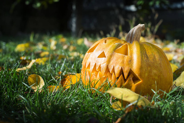 Halloween Pumpkin on grass and autumn leaves - Foto, Bild