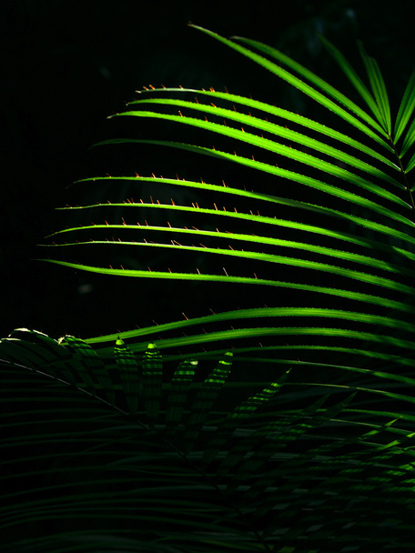 Сонце світить крізь листя пальмового листя в джунглях
 - Фото, зображення