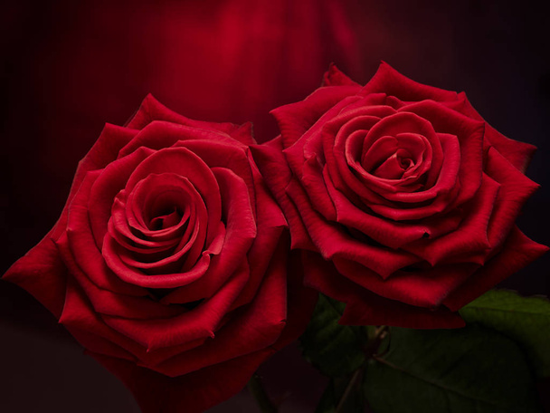 rose,love,flower,bloom,plant,still life,leaf,black,red - Фото, изображение