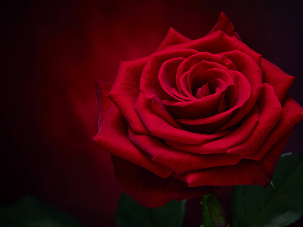 rose,love,flower,bloom,plant,still life,leaf,black,red - Foto, afbeelding