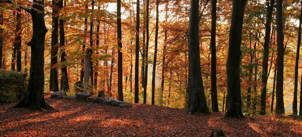 colorful autumn scenery at evening time in a forest in Southern Germany - Foto, Imagen