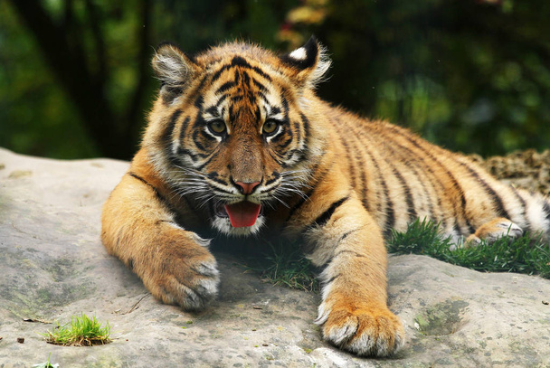 wild tiger, feline predator - Foto, Bild