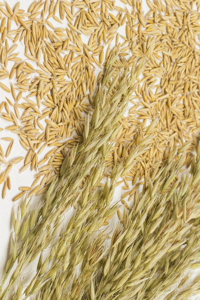 Spikelets of oats on the grains of oats - Foto, imagen