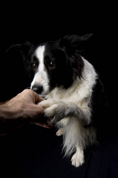 border collie purebred domestic dog, pet animal  - Foto, Bild