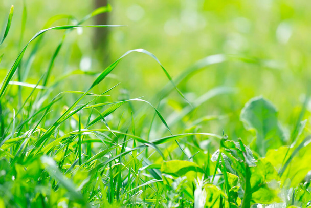 detail of green grass on a sunny day - Fotoğraf, Görsel