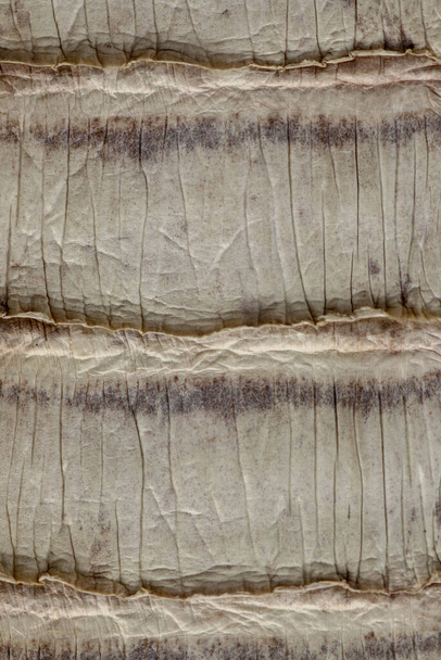 Detail des Schlangenhaut-Gürtels. eine Nahaufnahme eines Gürtels der venösesten Art - Foto, Bild