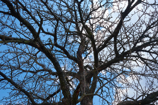 青空を背景に乾いた梨の木の枝を見て - 写真・画像