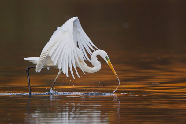 scenic view of egrets birds at nature - Photo, image