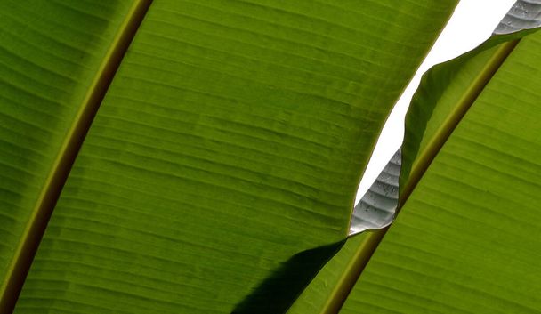 tropical banana tree, exotic plant - Valokuva, kuva