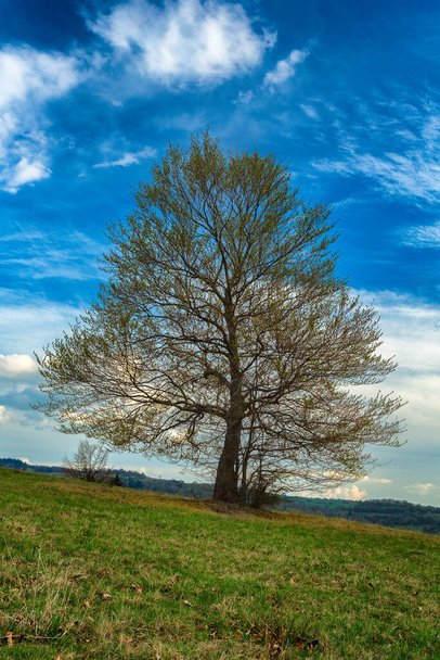 spring view of tree on meadow - Foto, Bild