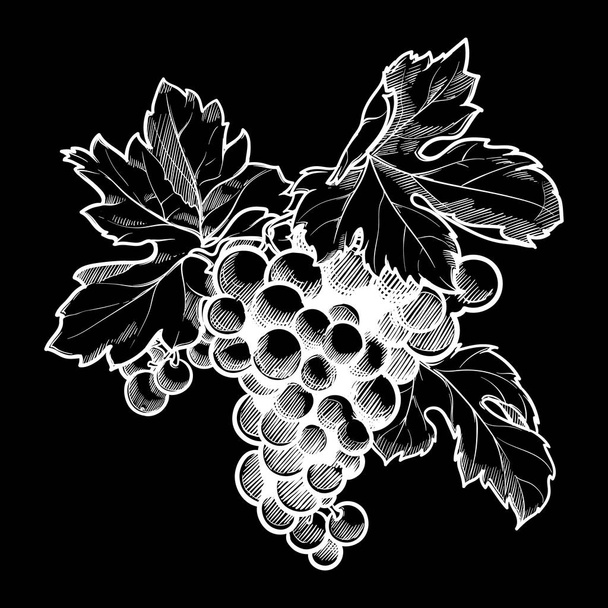 葉を持つブドウのクラスター。黒板にチョーク - ベクター画像
