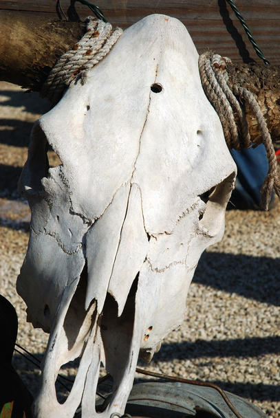 staré longhorns nikdy zemřít - Fotografie, Obrázek