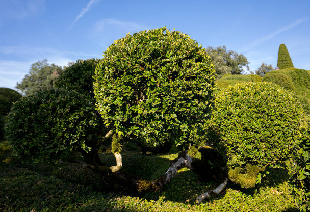  Topiary in de tuinen van de Jardins de Marqueyssac in de Dordogne-regio in Frankrijk - Foto, afbeelding