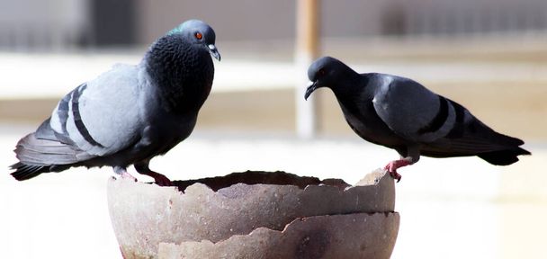 Gruppo di piccioni assetati seduti sul vaso per bere acqua
 - Foto, immagini