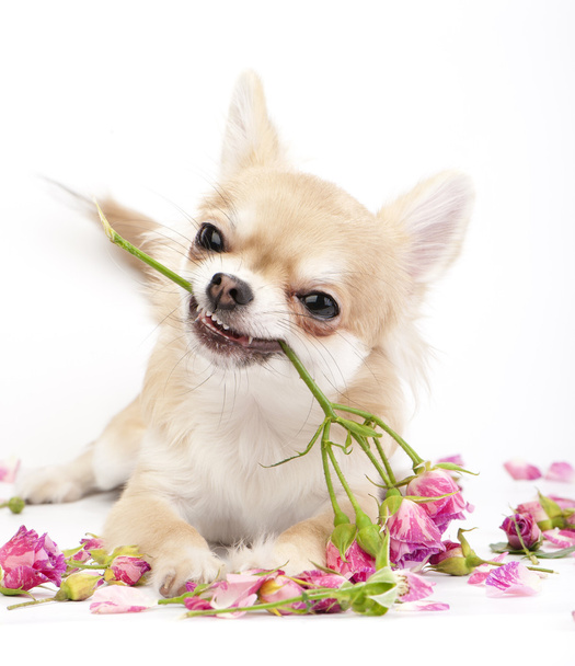 Smiling Chihuahua puppy giving pink roses - Φωτογραφία, εικόνα