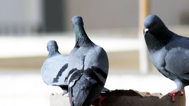 Grupa spragnionych gołębi siedzi na doniczce do wody pitnej - Zdjęcie, obraz