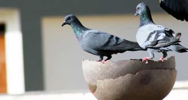 Grupo de palomas sedientas sentadas en maceta para beber agua
 - Foto, Imagen