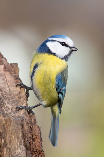 scenic view of beautiful blue tit at nature - Foto, imagen
