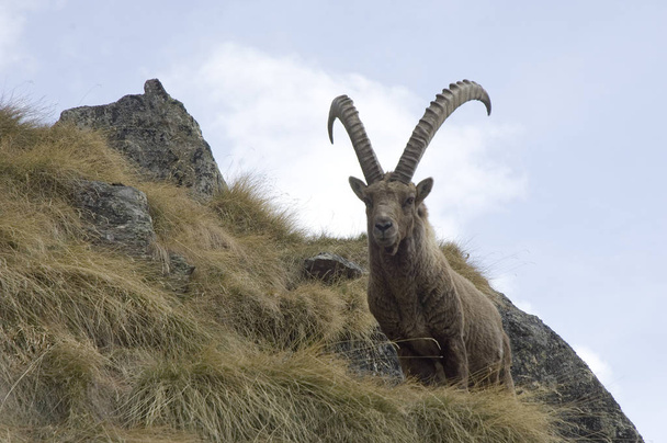 ibex animal in nature, fauna  - Photo, image