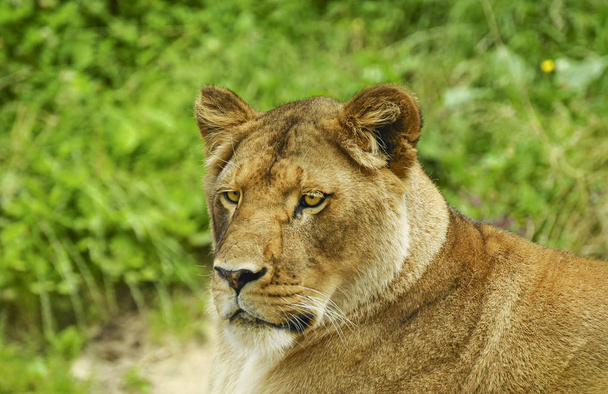 A female African lion lying on the ground at the zoo. - Photo, Image