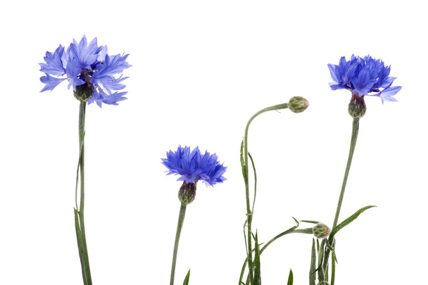 blaue Kornblume auf weißem Grund - Foto, Bild
