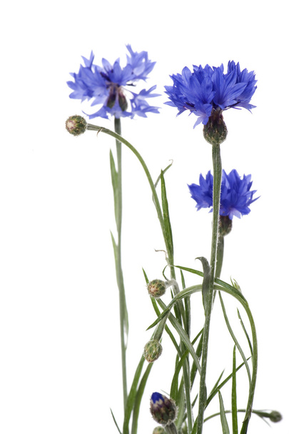 Blue cornflower on white background - Foto, Imagen