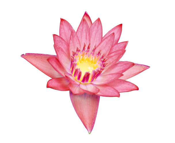 detail krásné fialové Lotosový květ - Fotografie, Obrázek