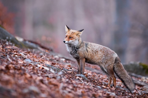Рыжий лис с пушистой шерстью грустно смотрит в осенний лес
 - Фото, изображение