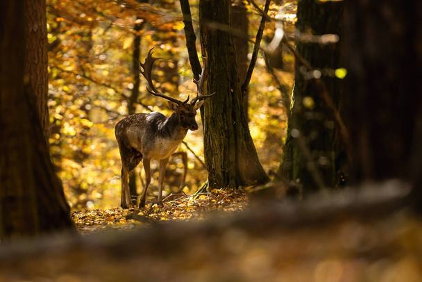 damhert hert wandelen in het prachtige landschap van de herfst zonnig bos - Foto, afbeelding