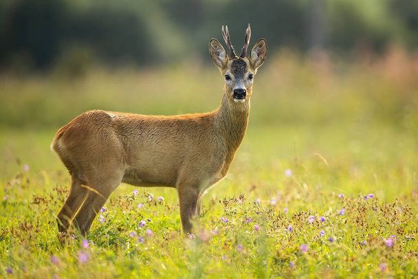 夏の野花畑の真ん中に立つ美しいイクラの鹿 - 写真・画像