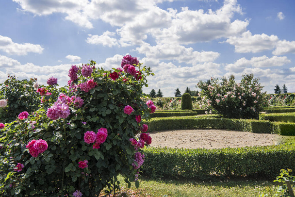 Τριαντάφυλλα κήπο σε ηλιόλουστη μέρα του καλοκαιριού. - Φωτογραφία, εικόνα