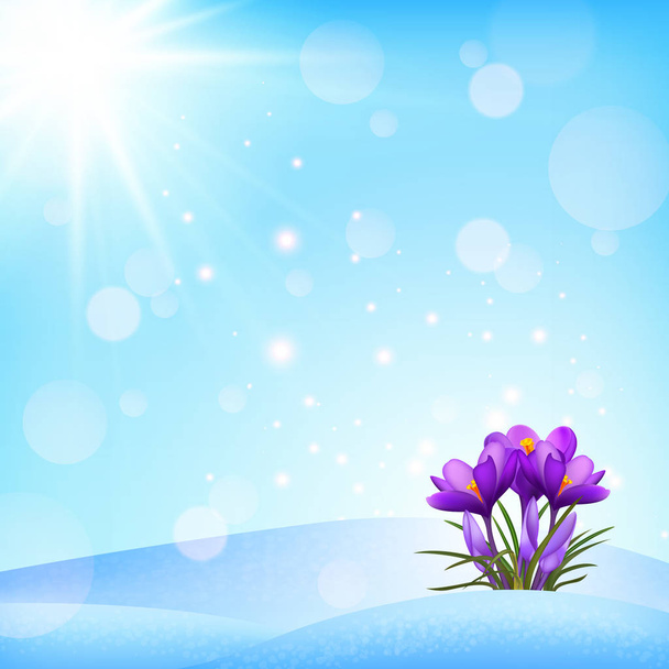 jarní pozadí. květinový krokus ve sněhu. Pohled na rozkvět magie - Vektor, obrázek