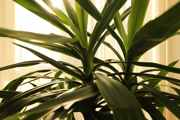 Zakład Jucca w promieniach zachodzącego słońca. Palma Jucca i jej długie zielone liście. Roślina dekoracyjna w ciepłym świetle słonecznym.  - Zdjęcie, obraz