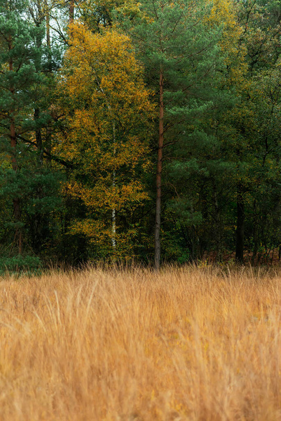 Birch stromy se žlutou barvou listí mezi jedlemi v autě - Fotografie, Obrázek