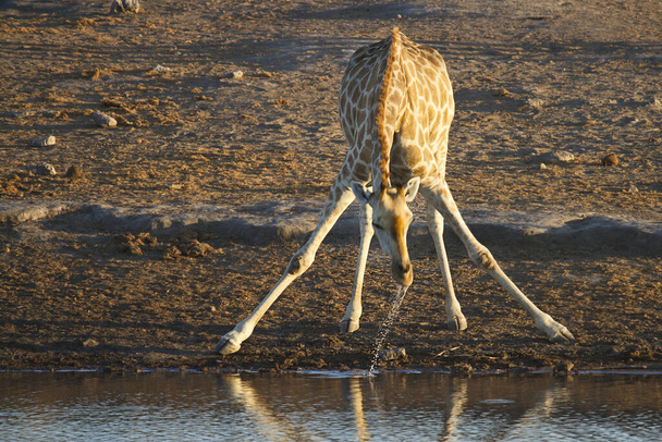 tall brown giraffe animal, flora and fauna in nature - Valokuva, kuva